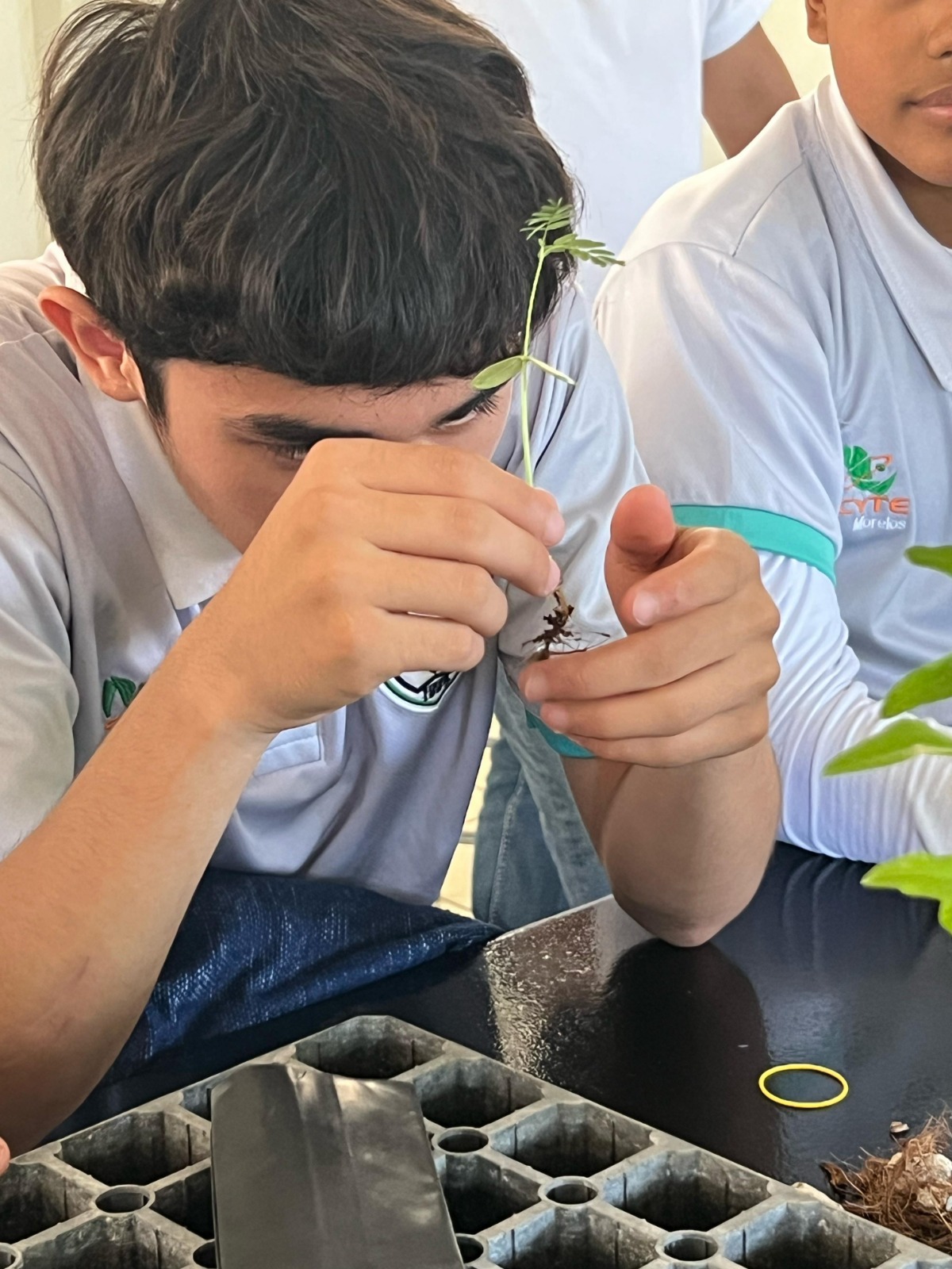 Plantando árbol